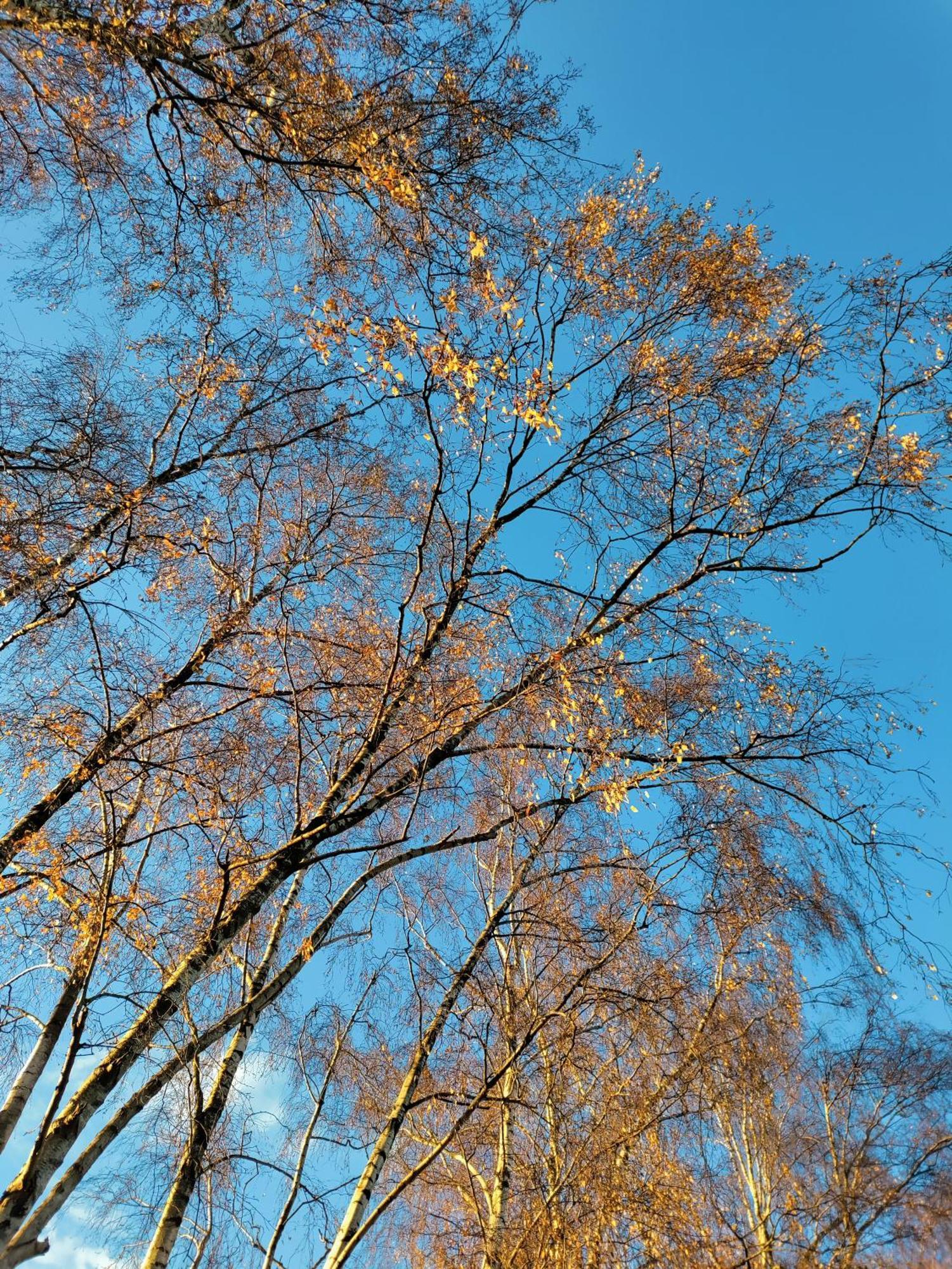 トゥルンホウト Zen Huisjeヴィラ エクステリア 写真